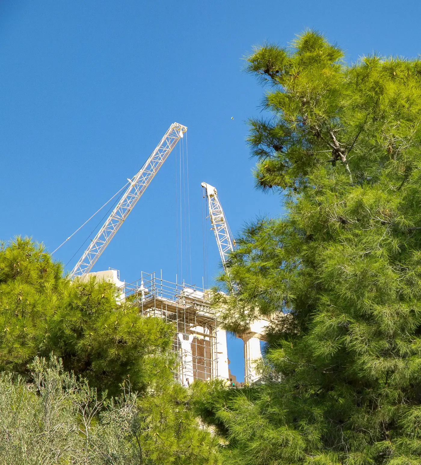 Developers — arboricultural consulting